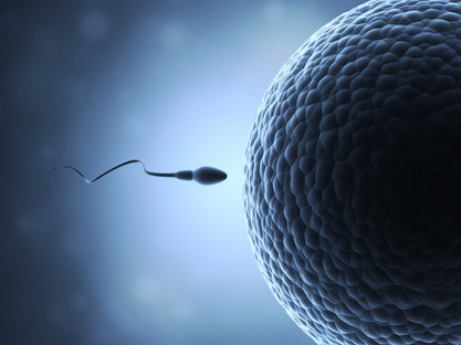 龙凤胎借卵医院排名-胎儿-高精子数会导致胎儿畸形吗？