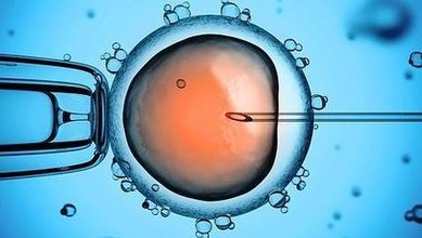 龙凤胎供卵流程_乌克兰的试管婴儿对身体有害吗？