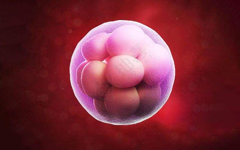 湛江供卵机构包成功多少钱：三级胚胎移植的成功率是多少？